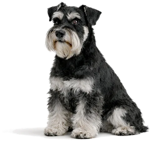 DOGFORMA miniature schnauzer
